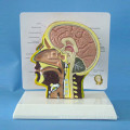 Head Brain Anatomic Model for Medical Teaching (R050129)